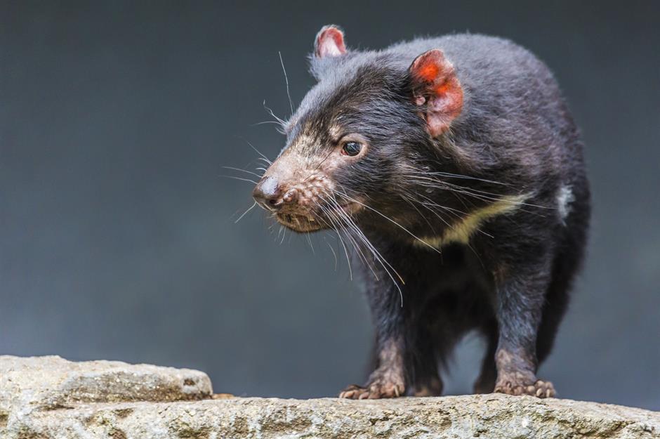 Tasmanian devil, mainland Australia