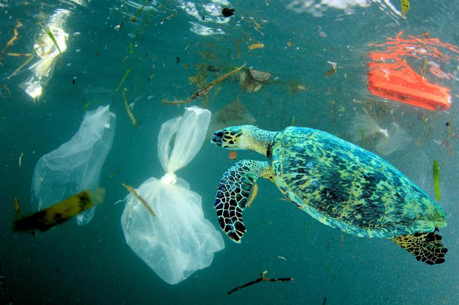 These images show the true impact of plastics on our oceans |  
