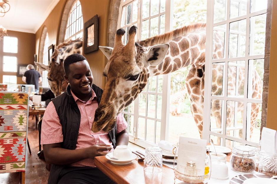 Have breakfast with giraffes in Kenya