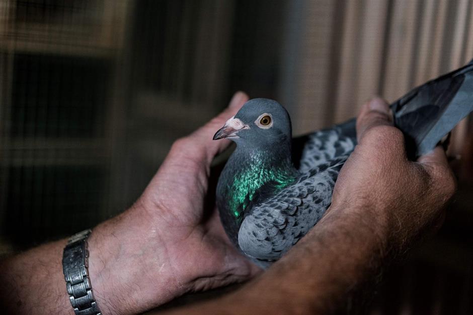 Armando the racing pigeon, $1.4 million (£1m)