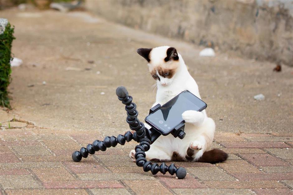 So lustig können Hund, Katze und Alpaka sein