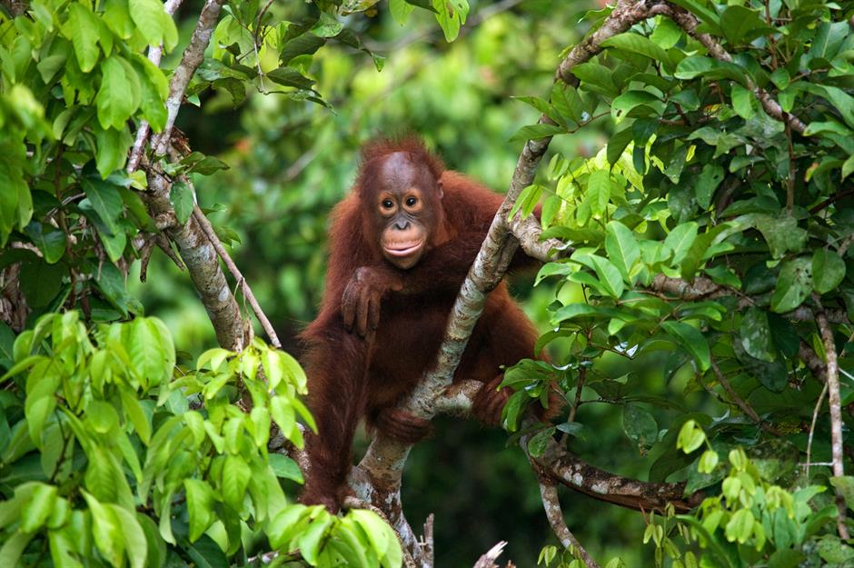 The world's most endangered rainforests 