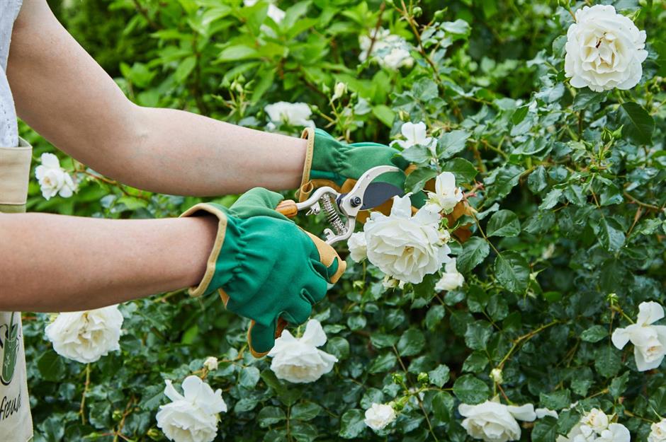 Backyard problems and how to tackle them