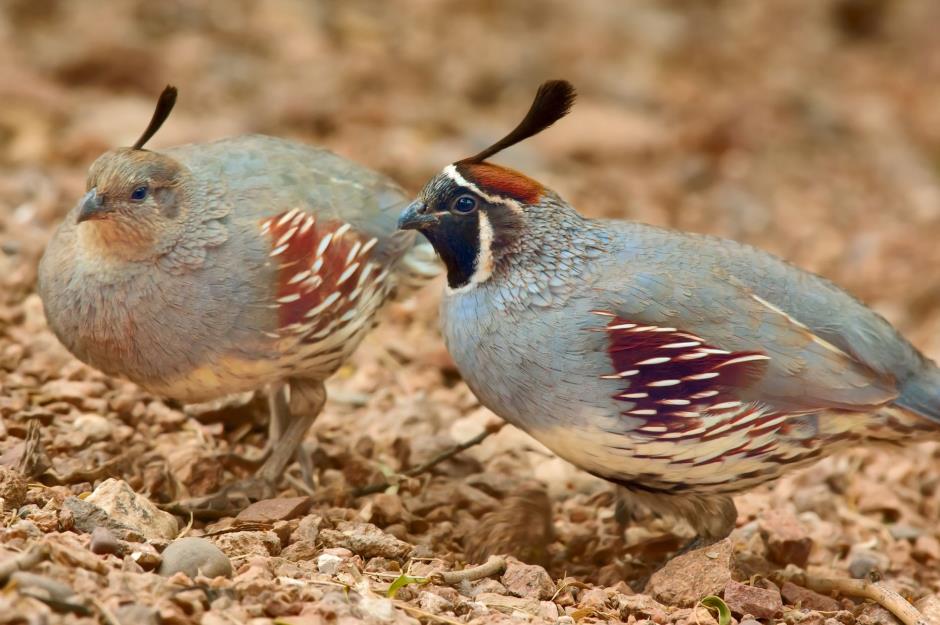 Study on the sex habits of coked-up quails: $356,000