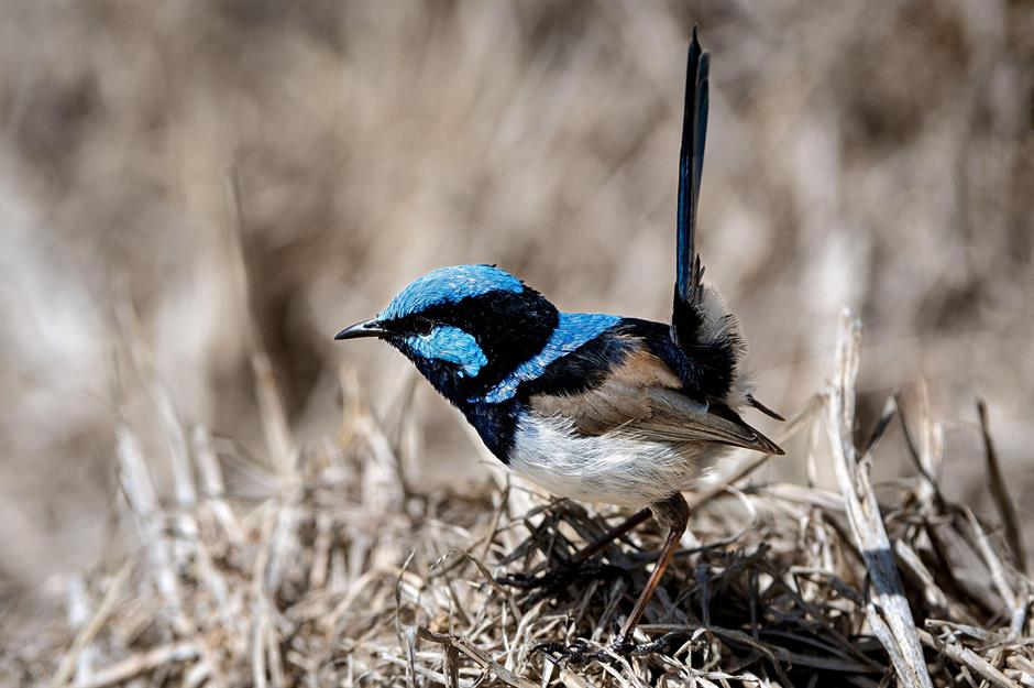 Conoce las 31 aves más bellas del mundo: Estas impresionantes fotos te ...