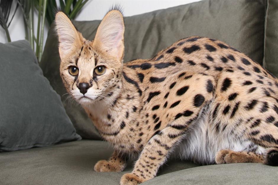 Ashera cat: $125,000 (£105.8k)
