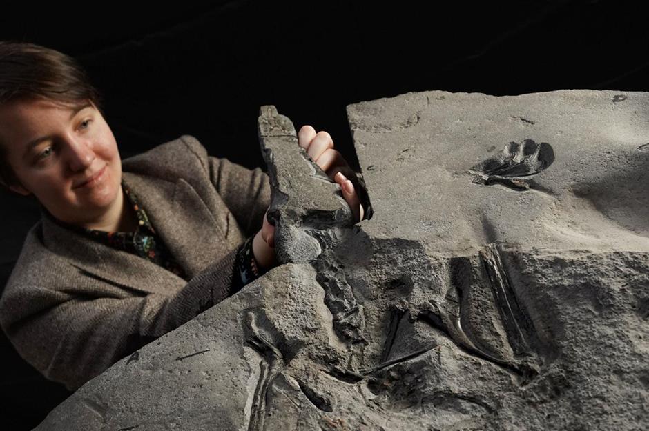 4-Year-old Girl Finds Dinosaur Footprint on a Beach From 215