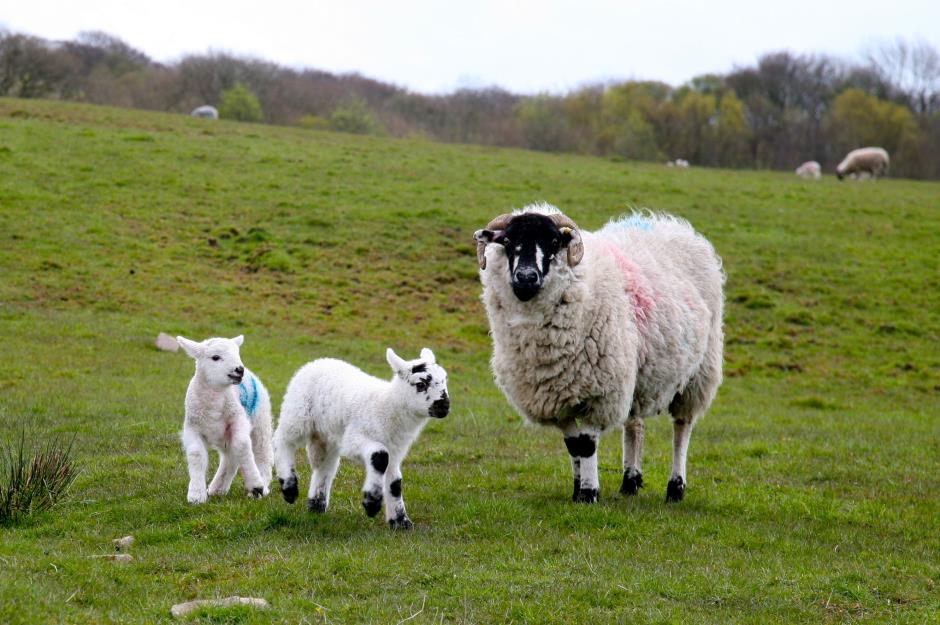 1996: Dolly the sheep is cloned