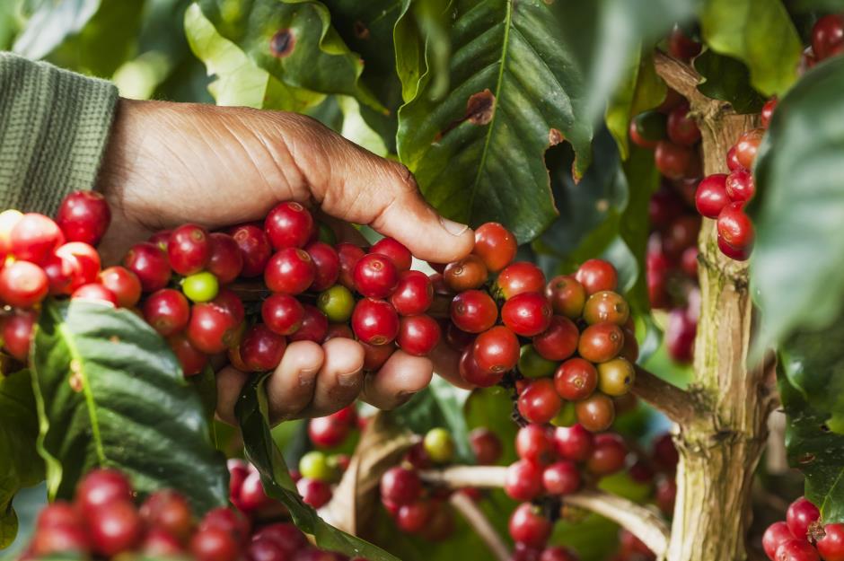Coffee is actually red when it grows