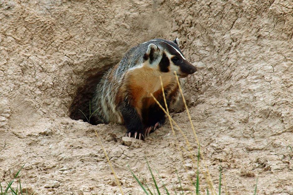 How to get rid of badgers legally