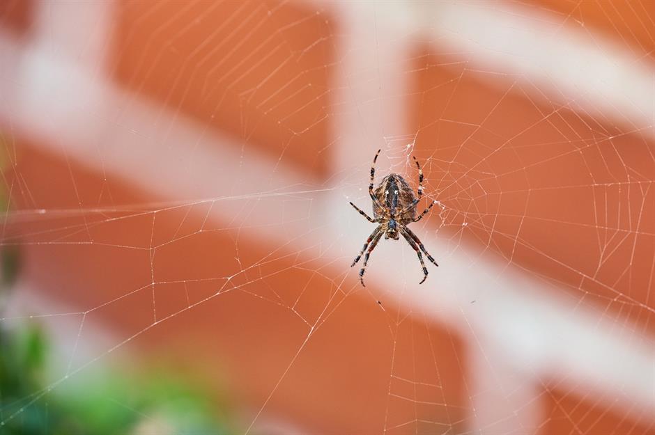 Identifying Spider Webs Around Your House – Aptive Environmental