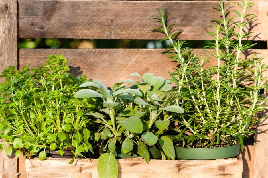 31. Fresh herbs