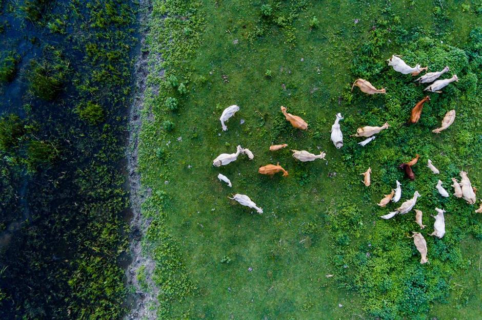The Danube delta is being rewilded