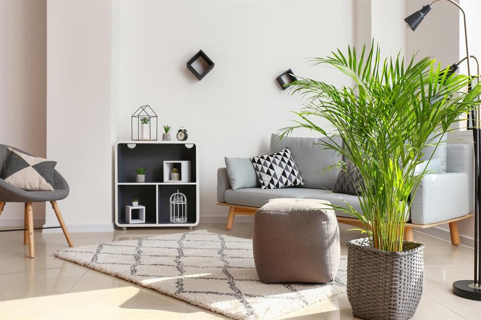 Fuss-free indoor foliage