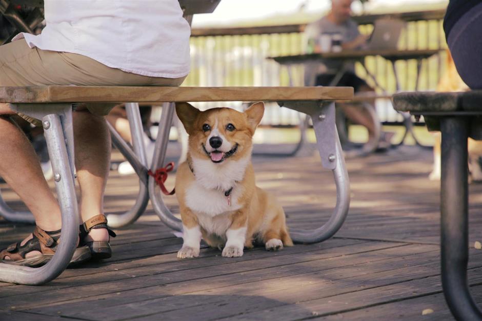 America's best dogs' dinners