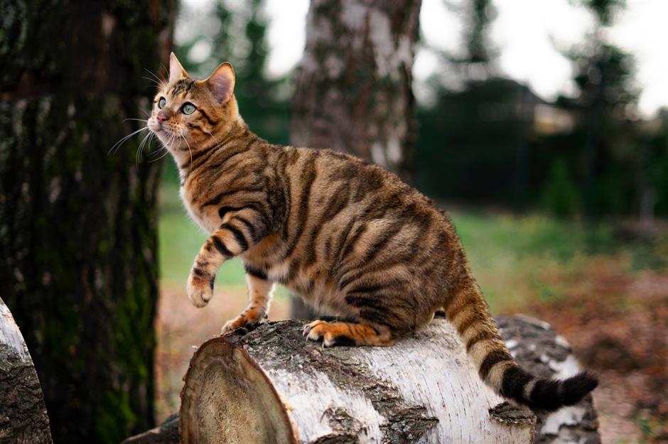 4. Toyger: $1,500 (£1.1k) to $5,000 (£3.7k)