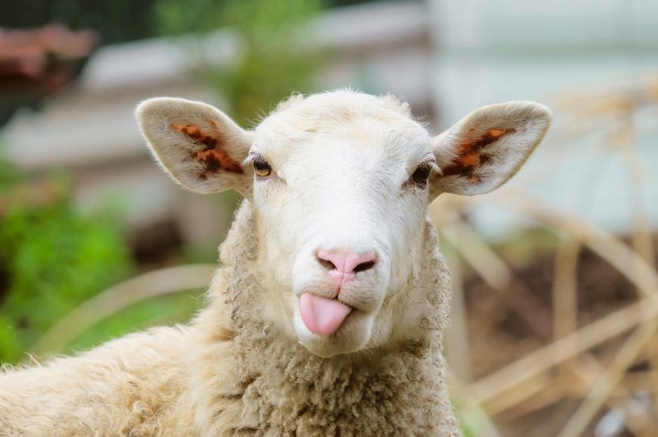 Virginia: Sheep
