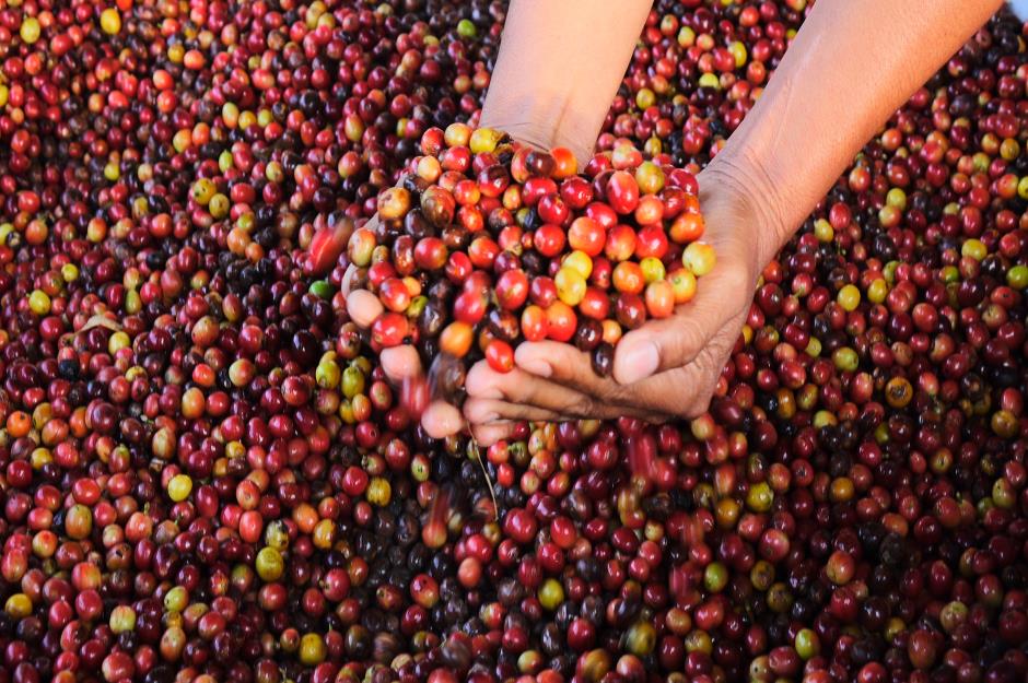 How is the coffee bean harvested?