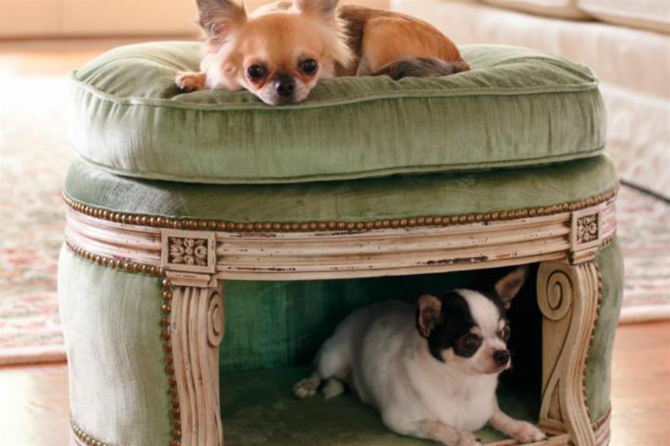 dog bed companies