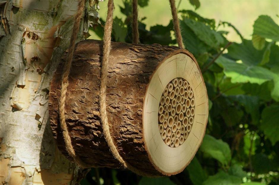 How to help the pollinators 