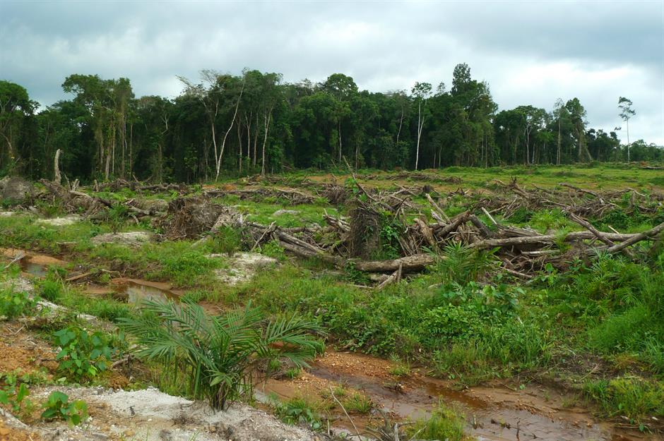 Liberia: protecting rainforests