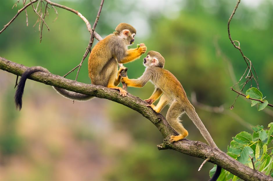 Study examining why monkeys throw poo at each other: $170,000