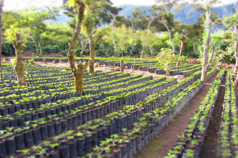 Growing coffee beans takes time