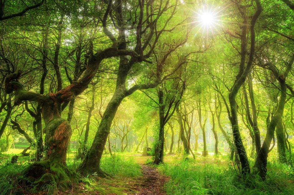 Les bois enchanteurs de notre planète