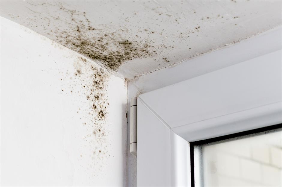 Signs of damp and mould