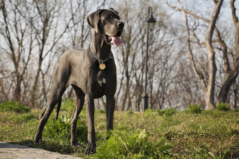 Great Dane: up to $7,100 (£5.4k)
