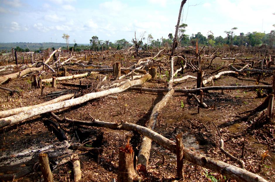 The cost of deforestation