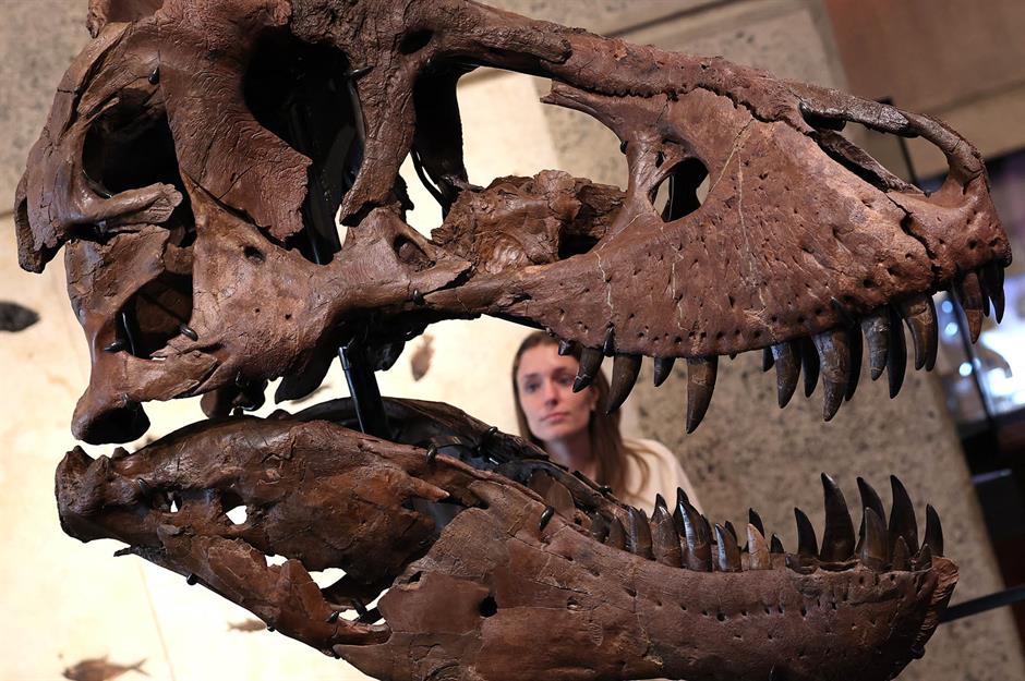 Gus the T-rex: $50.1 million