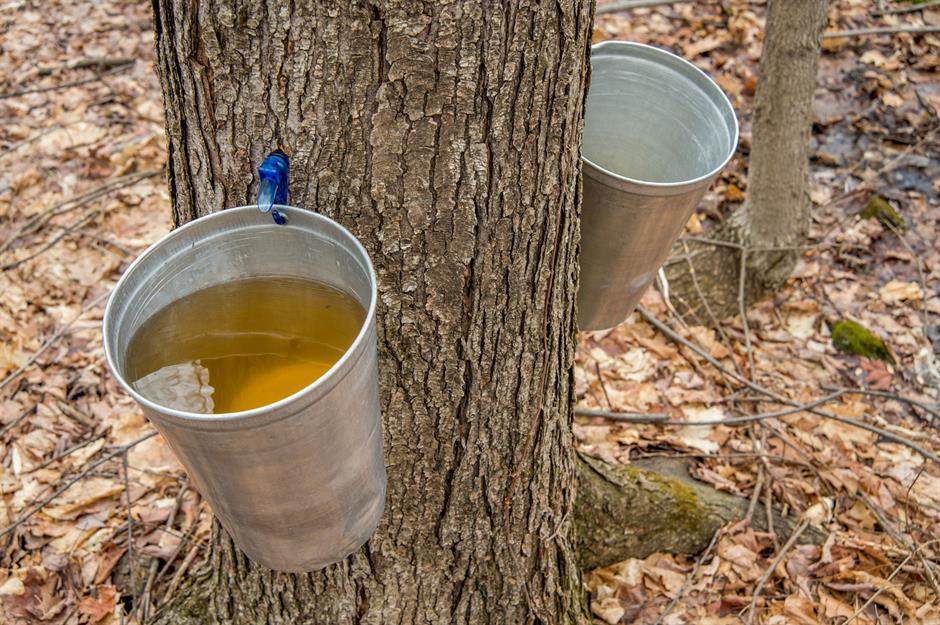 Canada produced a record 19.9 million gallons of maple syrup in 2024