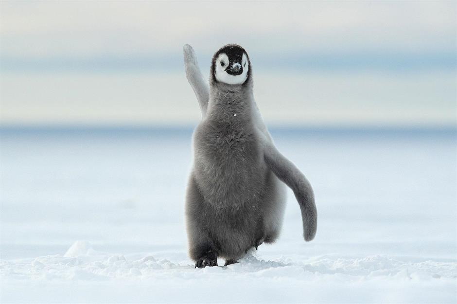 Die besten Schnappschüsse aus der Tierwelt