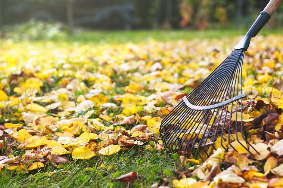 24 autumn garden jobs you need to do right now | loveproperty.com