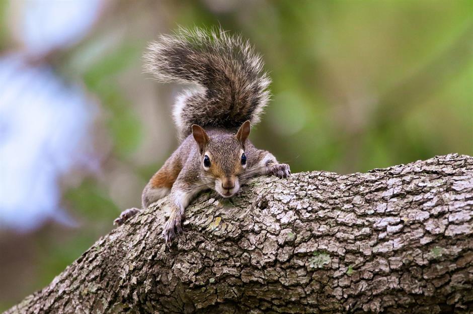 Protected species: squirrels