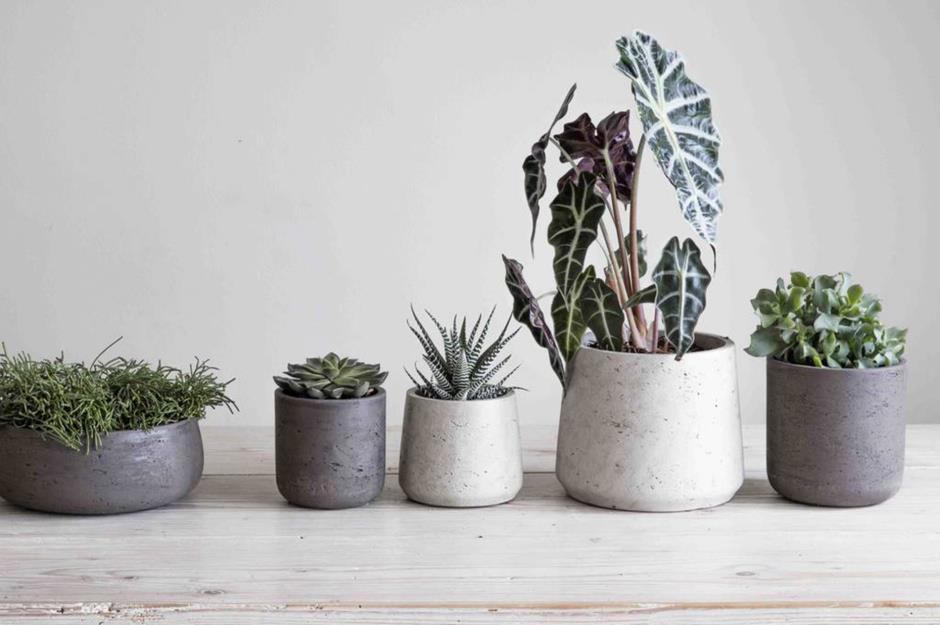 Plants in concrete pots 