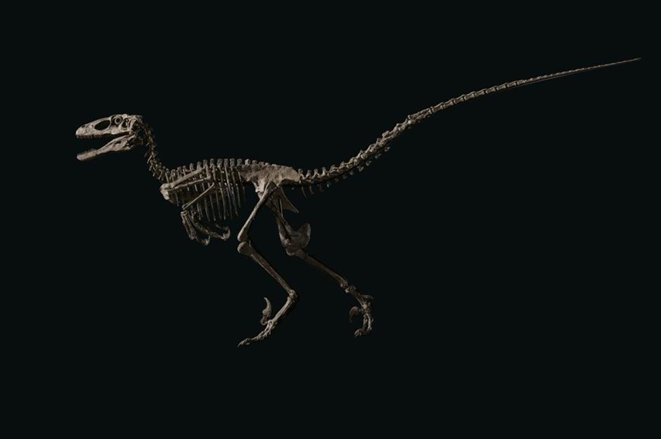 Hector the Velociraptor: $12.4 million (£10.1m)