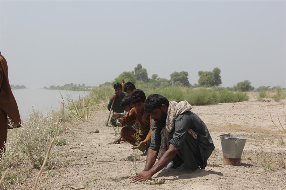 Pakistan plans to plant 10 billion trees
