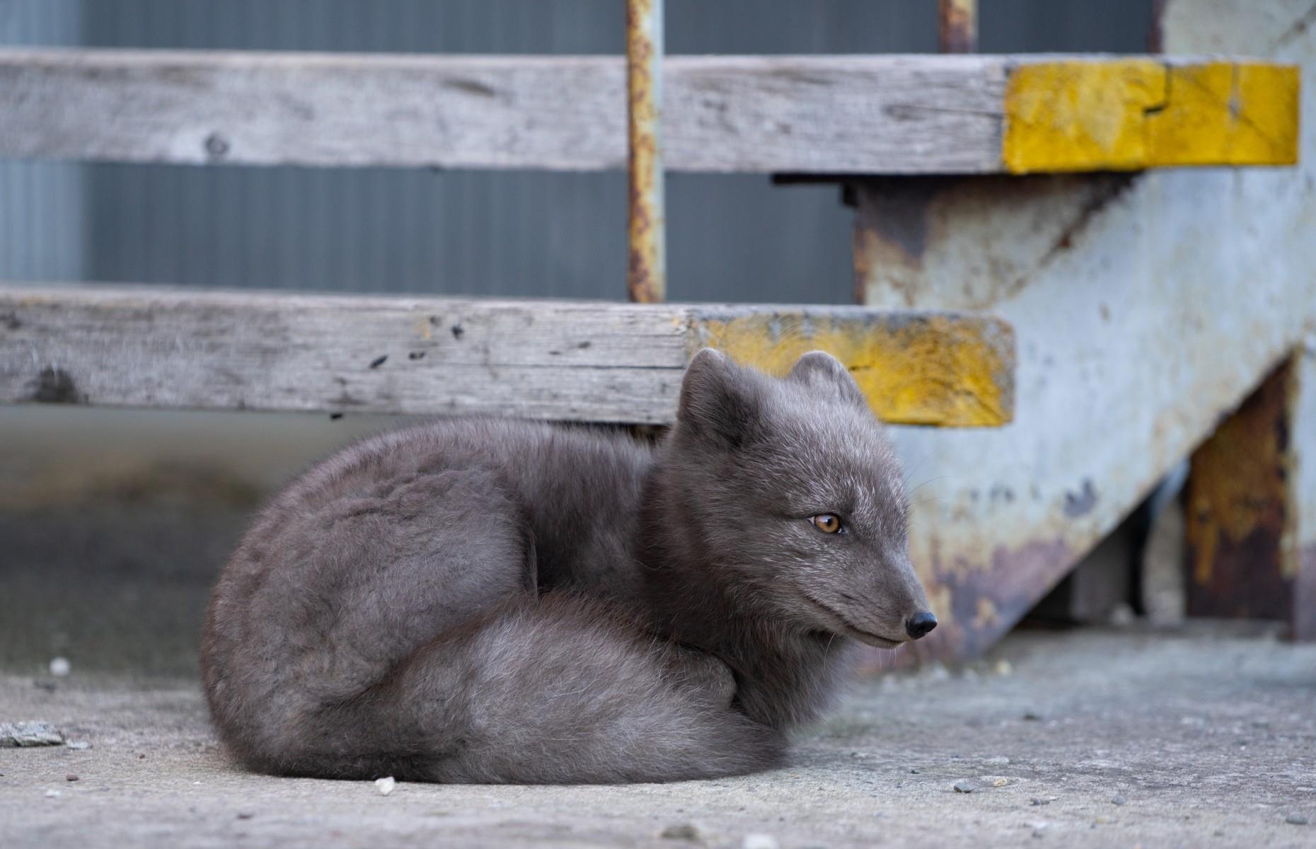 Foxes roam the streets