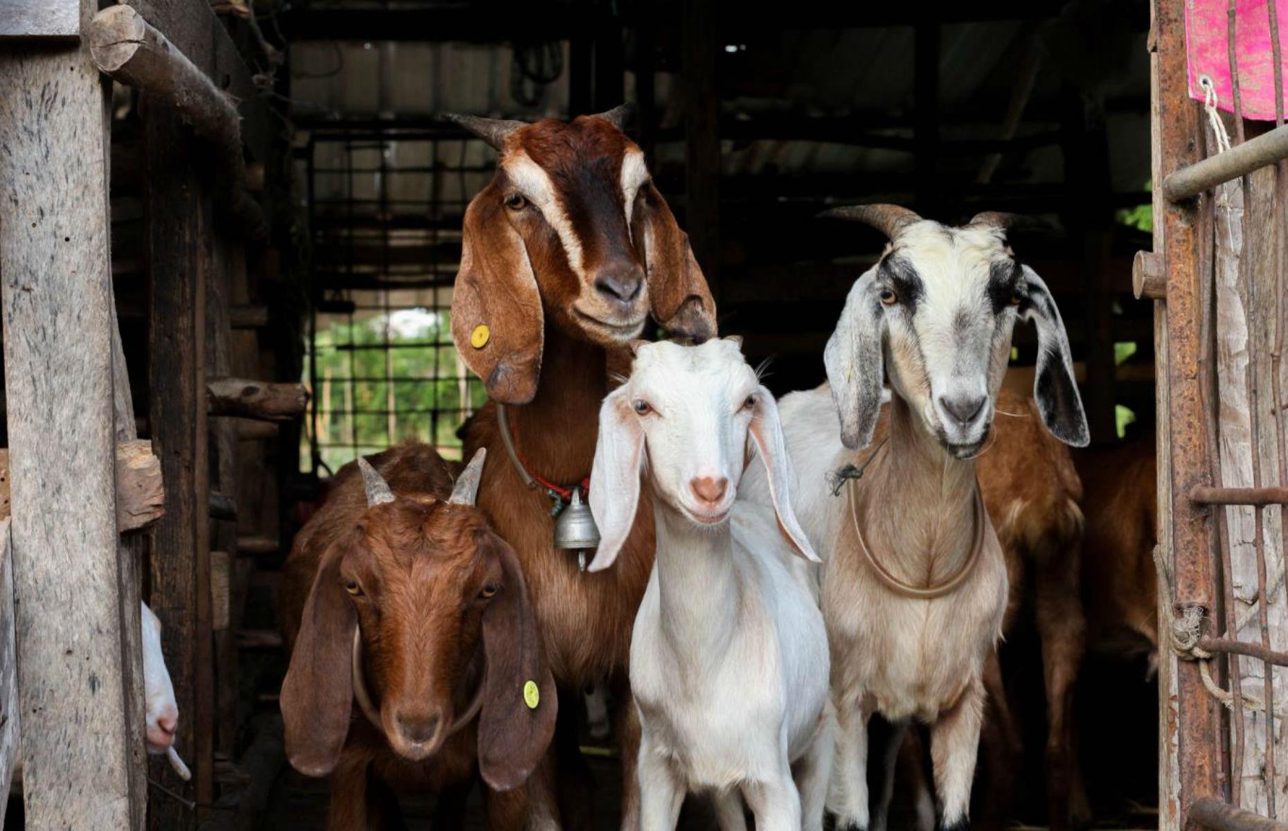 A goat farm in Alabama