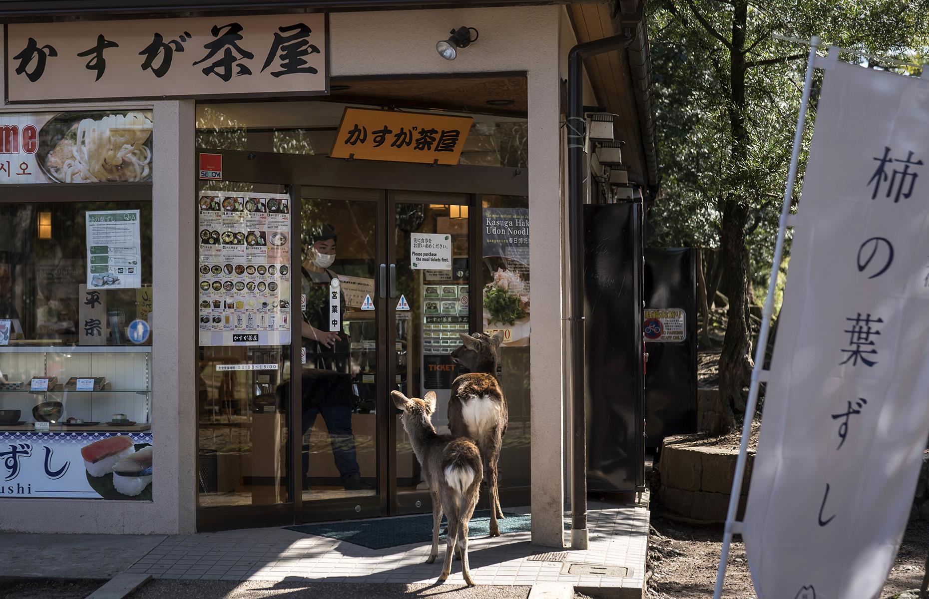 Sika deer searching for food in Nara, Japan