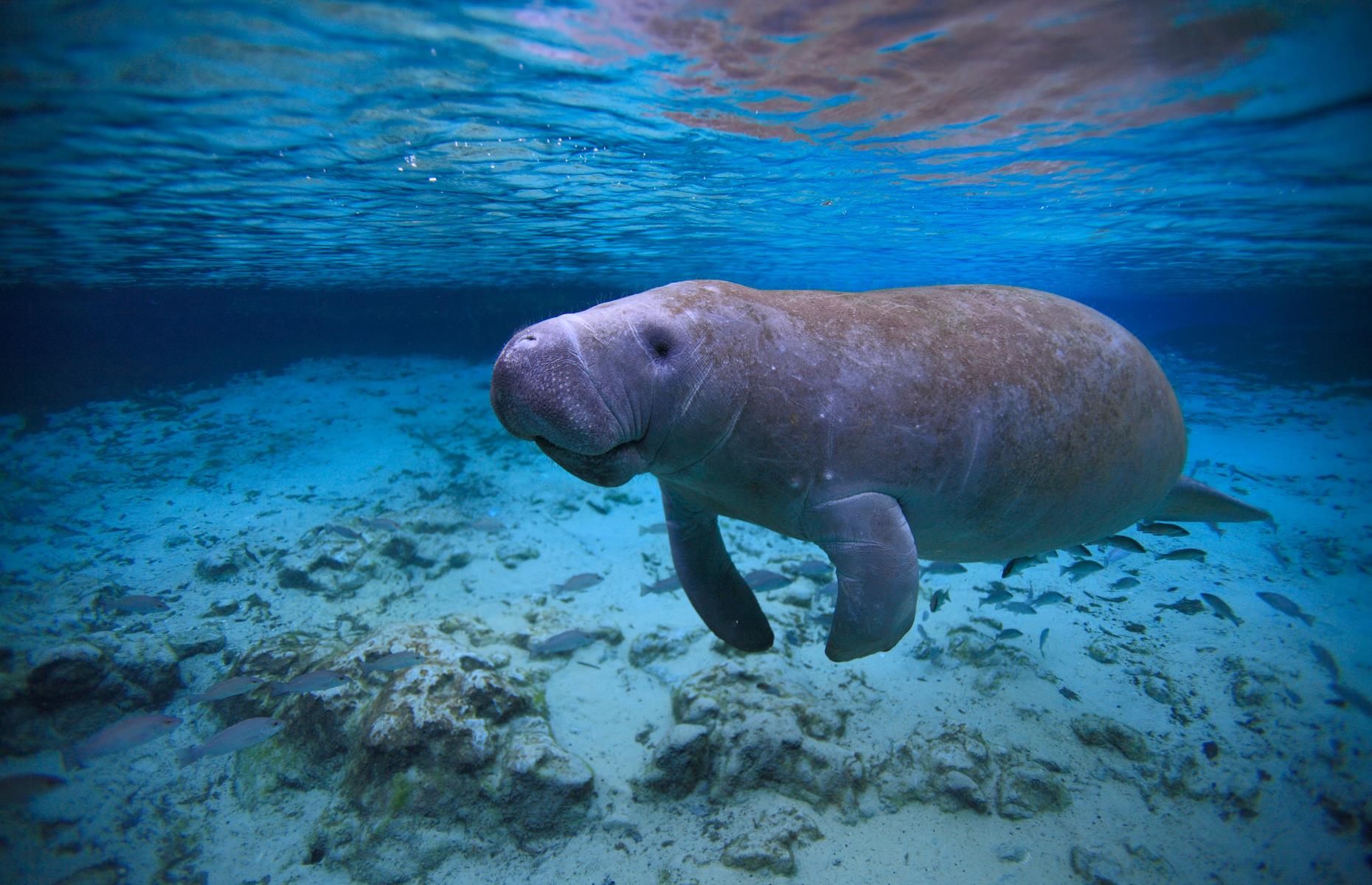Swim with manatees in Florida, USA