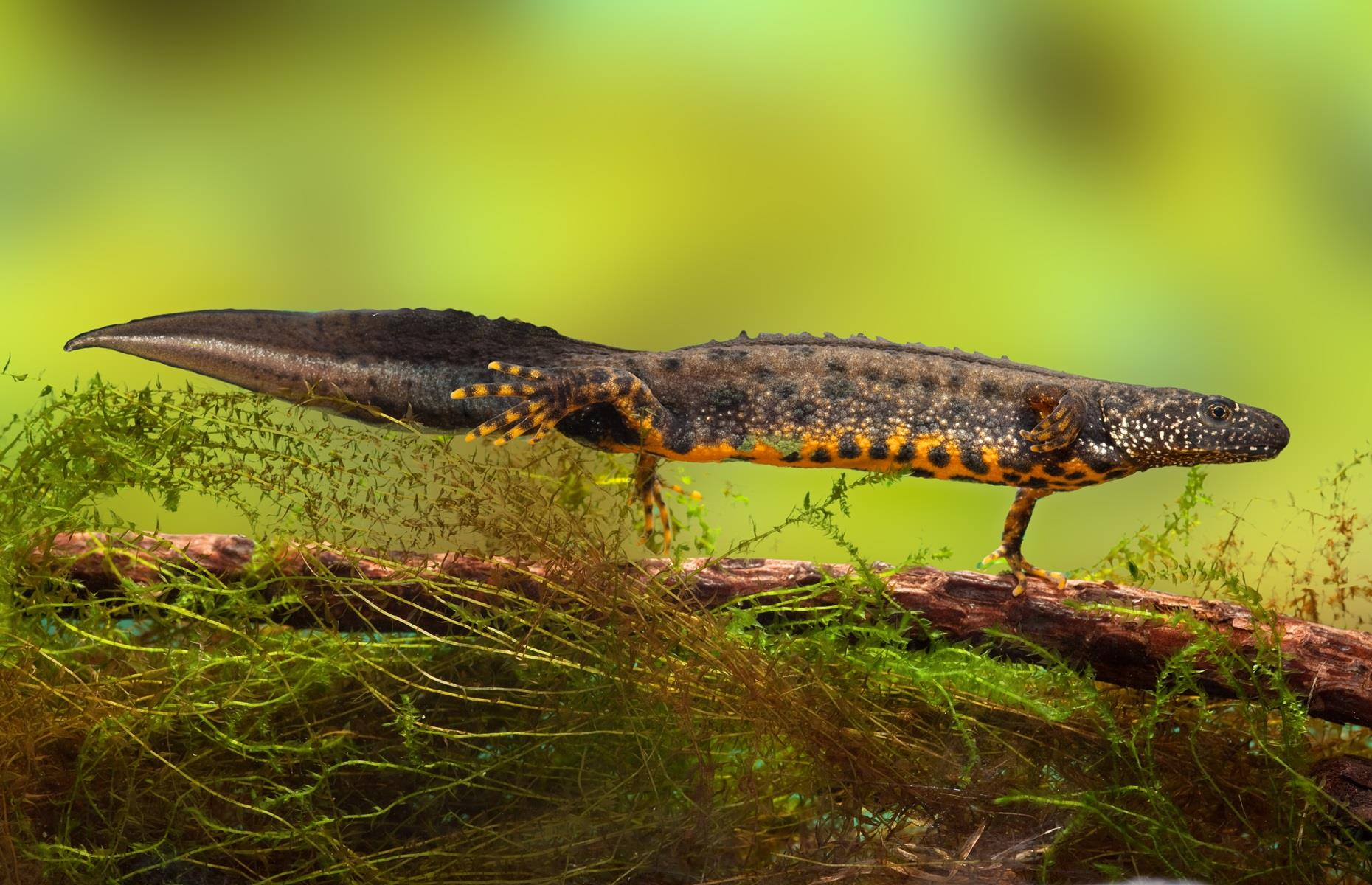 Protected species: great crested newts