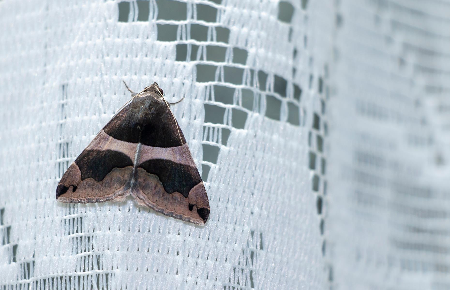 Household pest: moths