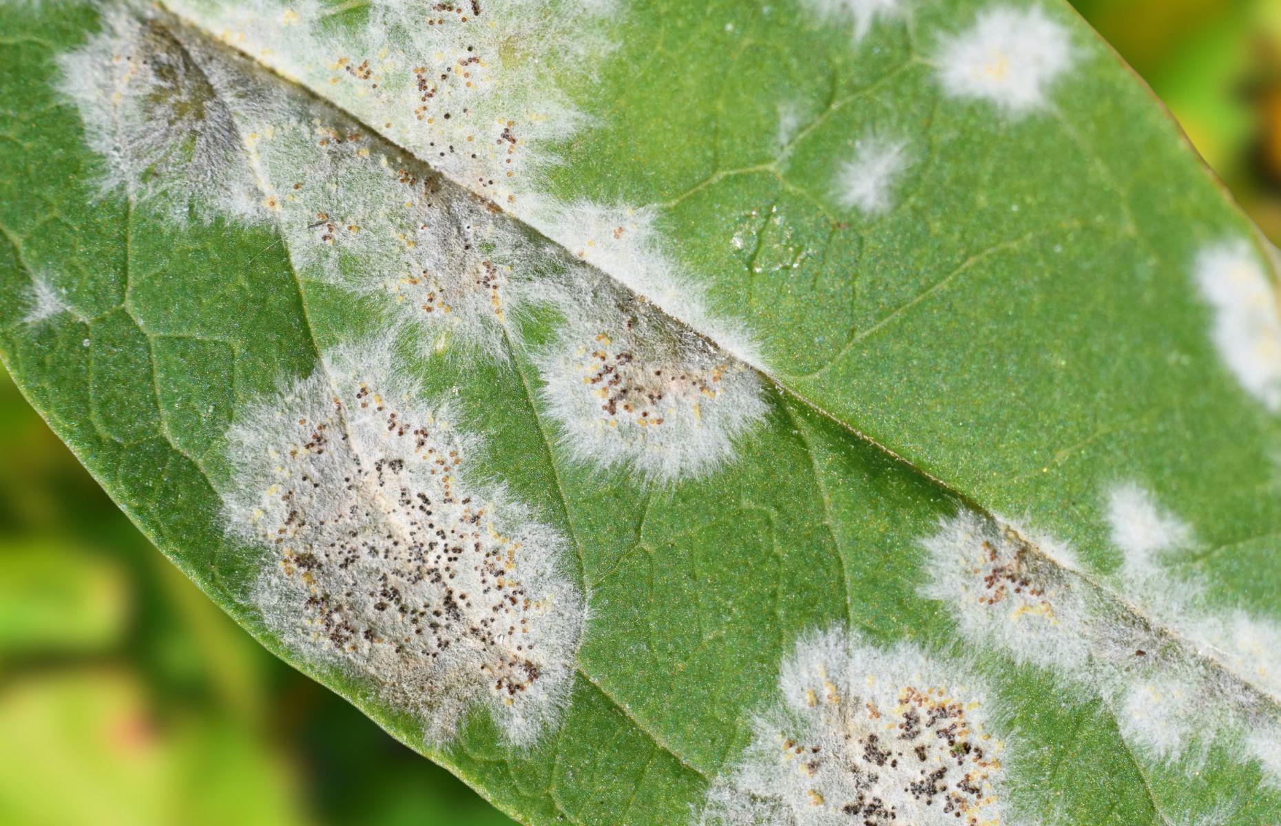 Consider fungicides