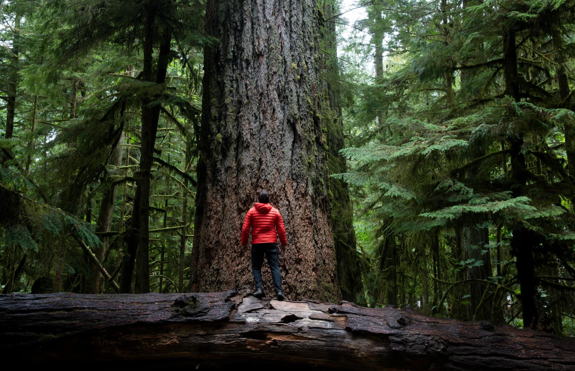 Cathedral Grove, British Columbia