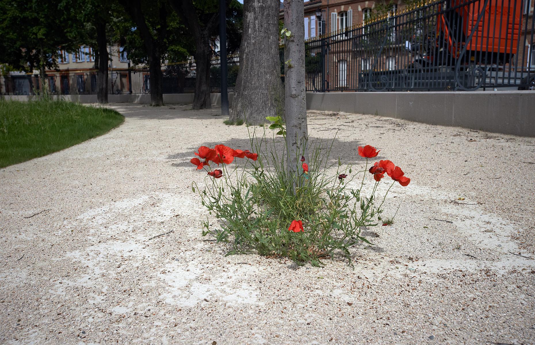 Poppies bloom in Toulouse, France
