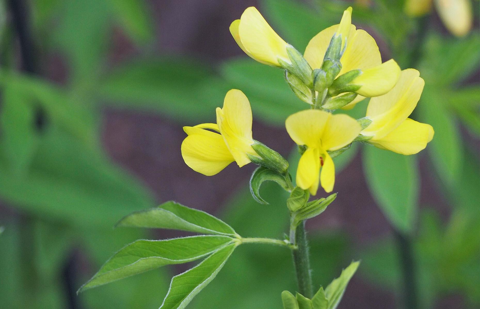 How to identify false lupin