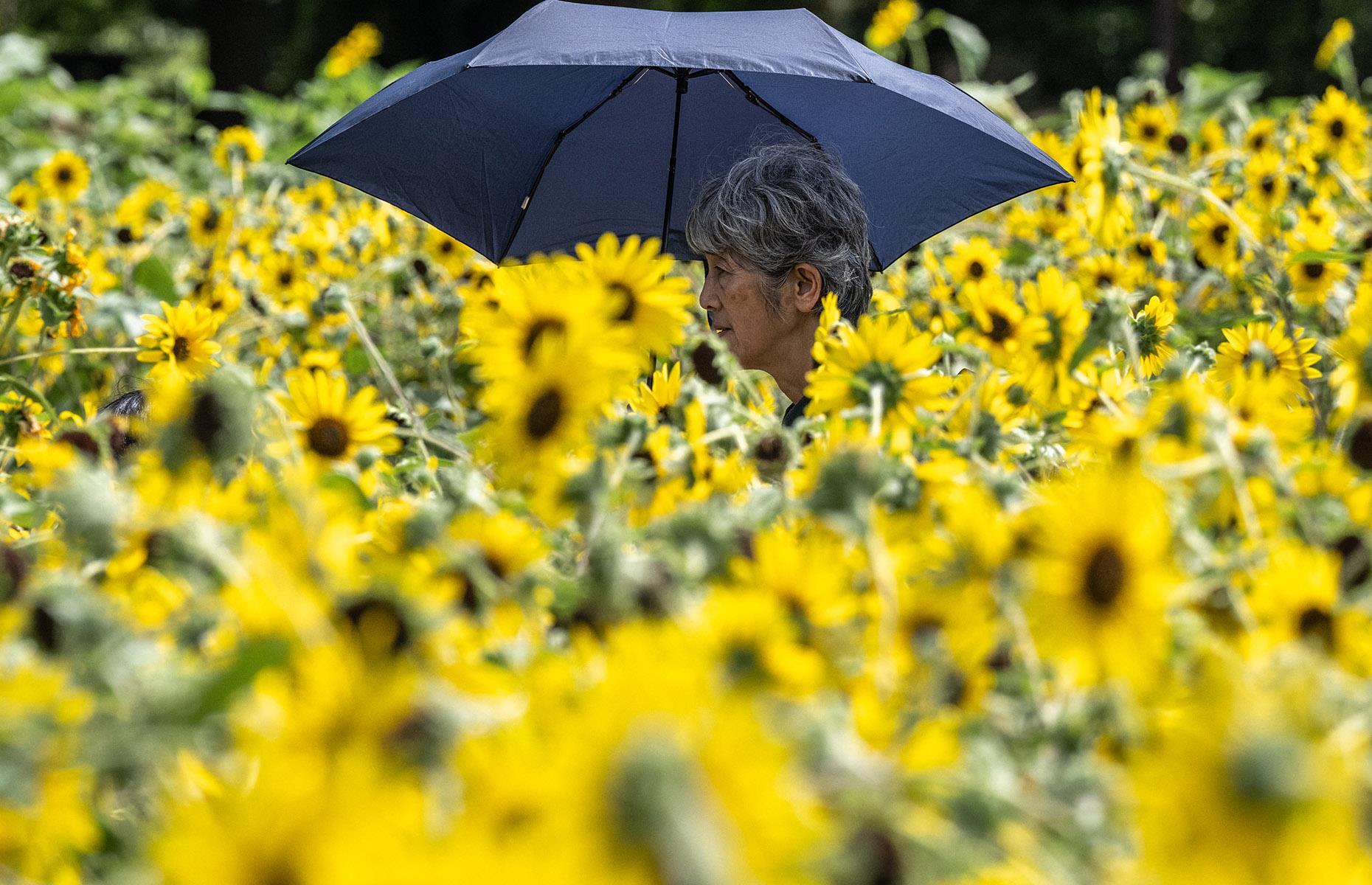 Japan: Climate change